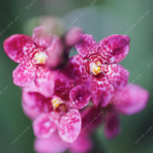 Orchid 2950475