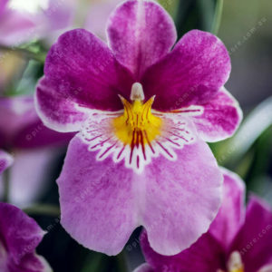 Orchid 2950476