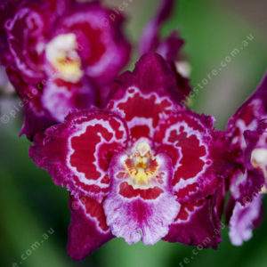 Orchid 2950477