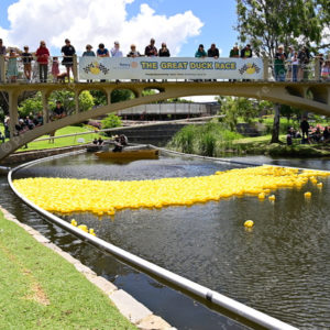 DuckRace 2985766