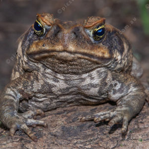 FGCanetoad 3006582