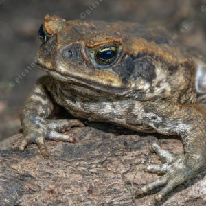 FGCanetoad 3006583