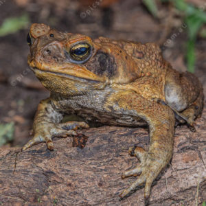 FGCanetoad 3006584