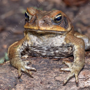 FGCanetoad 3006585