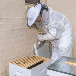 beekeeper 2983590