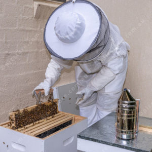 beekeeper 2983593