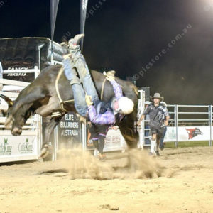 Bullride 3010942