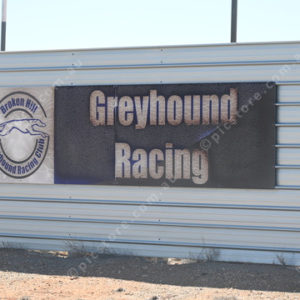Greyhounds 3014607