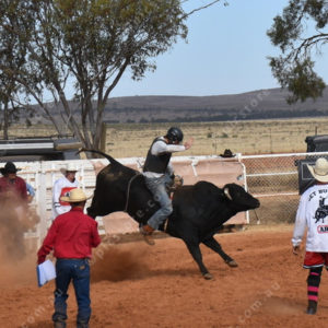 PBRodeo 3012423