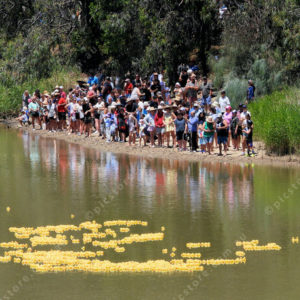 duckrace 3007196