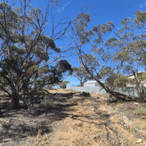karoonda 3013173