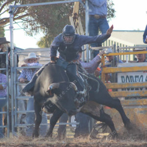 rodeo 3019157