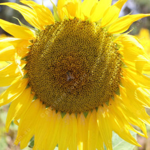 Sunflower 3026924