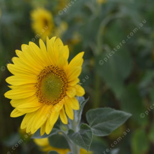 sunflowers 3037229